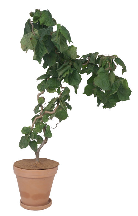 Kokosskive vinterbeskyttelse 34 cm - Garden